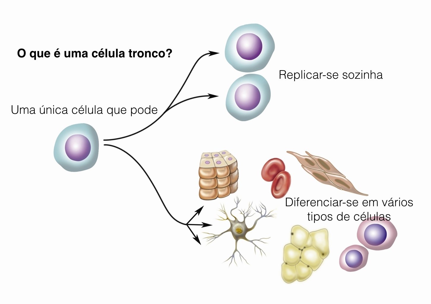 Что такое стволовые клетки