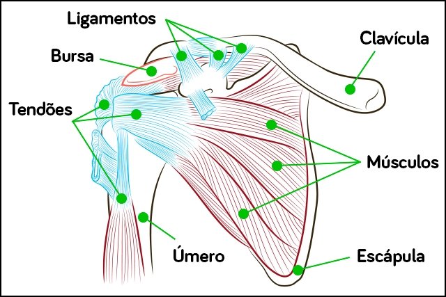 плечевые структуры