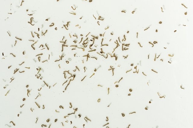 Личинки и куколки Aedes Aegypti