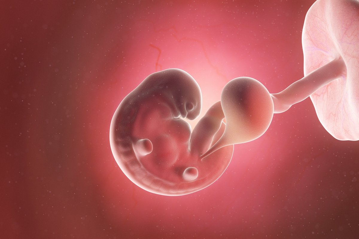 Эмбрион человека 6 недель